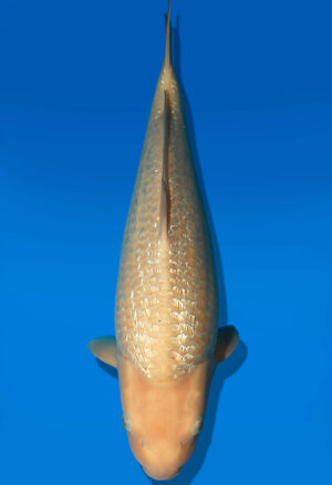 Koi Auktion Dainichi WhiteKarashigoi JumboTosai WhiteMonkey - 47cm T09-2526