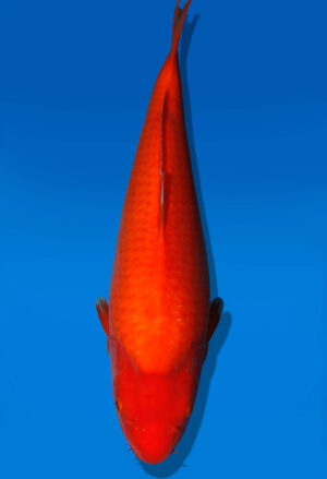Koi Auktion Dainichi Kohaku JumboTosai RedTiger - 39cm T09-2527