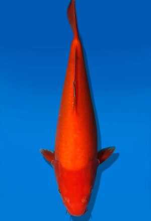 Koi Auktion Dainichi Benigoi JumboTosai RedTiger - 29cm T09-2546