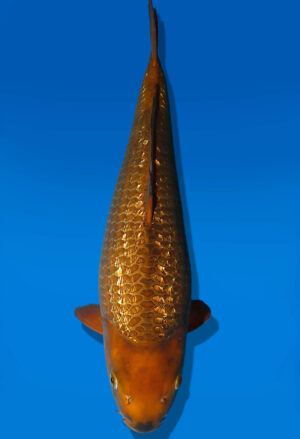 Koi Auktion Dainichi Chagoi JumboTosai BrownMonkey - 45cm T09-2528