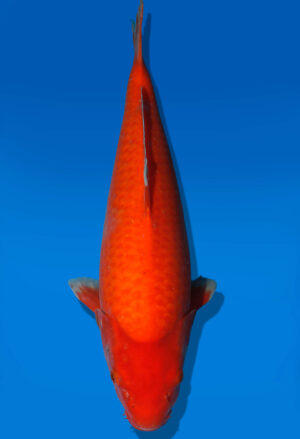 Koi Auktion Dainichi Benigoi JumboTosai RedTiger - 40cm T10-2547