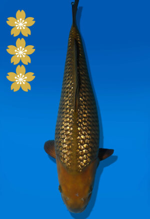 Koi Auktion Dainichi GinrinChagoi JumboTosai BrownMonkey - 43cm T10-2529
