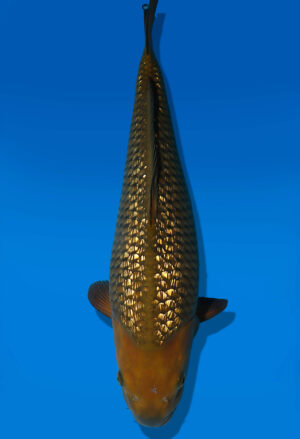 Koi Auktion Dainichi GinrinChagoi JumboTosai BrownMonkey - 43cm T10-2529
