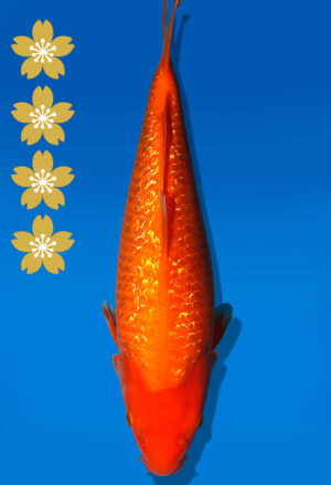 Koi Auktion Dainichi GinrinBenigoi JumboTosai XGinrinKohaku - 40cm T10-2548