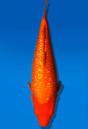 Koi Auktion Dainichi GinrinBenigoi JumboTosai XGinrinKohaku - 40cm T10-2548