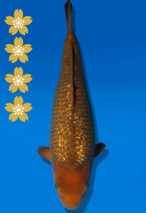 Koi Auktion Dainichi GinrinChagoi JumboTosai BrownMonkey - 42cm T10-2530
