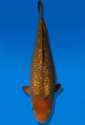 Koi Auktion Dainichi Chagoi JumboTosai BrownMonkey - 42cm T10-2530