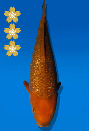 Koi Auktion Dainichi GinrinChagoi JumboTosai BrownMonkey - 42cm T10-2531