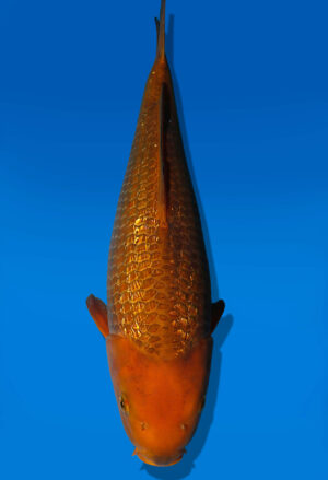 Koi Auktion Dainichi GinrinChagoi JumboTosai BrownMonkey - 42cm T10-2531