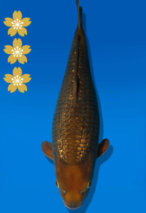 Koi Auktion Dainichi GinrinChagoi JumboTosai BrownMonkey - 40cm T10-2532