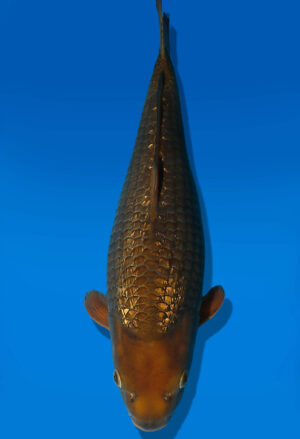 Koi Auktion Dainichi Chagoi JumboTosai BrownMonkey - 40cm T10-2532
