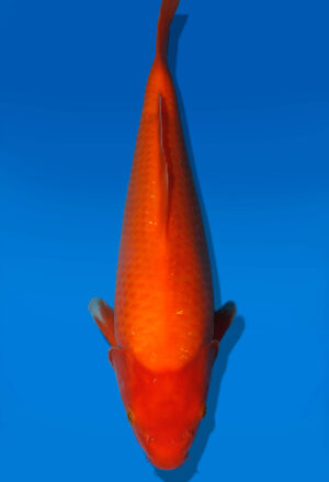 Koi Auktion Dainichi Benigoi JumboTosai RedTiger - 33cm T10-2533