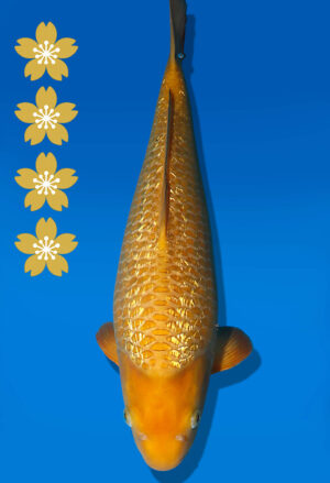 Koi Auktion Dainichi GinrinChagoi JumboTosai BrownMonkey - 43cm T10-2549