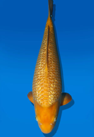 Koi Auktion Dainichi Chagoi JumboTosai BrownMonkey - 43cm T10-2549