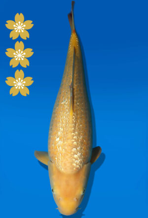 Koi Auktion Dainichi GinrinKarashigoi JumboTosai YellowMonkey - 46cm KT03-2550