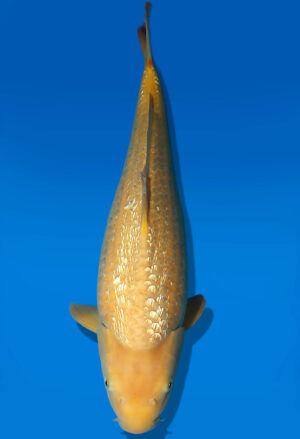 Koi Auktion Dainichi GinrinKarashigoi JumboTosai YellowMonkey - 46cm KT03-2550