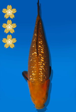 Koi Auktion Dainichi GinrinChagoi JumboTosai BrownMonkey - 48cm KT03-2551