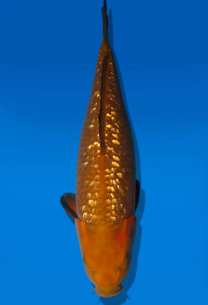 Koi Auktion Dainichi GinrinChagoi JumboTosai BrownMonkey - 48cm KT03-2551