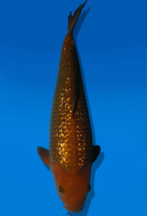 Koi Auktion Dainichi GinrinChagoi JumboTosai BrownMonkey - 37cm KT03-2534