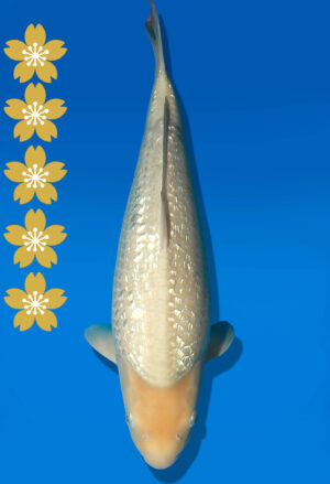 Koi Auktion Dainichi GinrinWhiteKarashi JumboTosai WhiteMonkey - 46cm KT03-2552