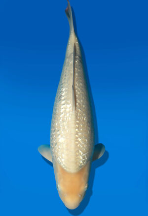 Koi Auktion Dainichi GinrinWhiteKarashi JumboTosai WhiteMonkey - 46cm KT03-2552