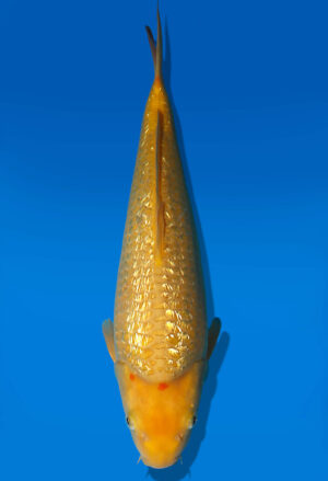 Koi Auktion Dainichi GinrinKarashigoi JumboTosai YellowMonkey - 36cm KT03-2535