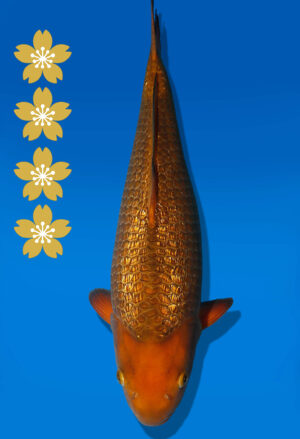 Koi Auktion Dainichi GinrinChagoi JumboTosai BrownMonkey - 44cm KT03-2536