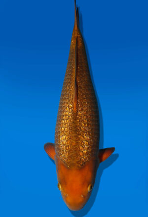 Koi Auktion Dainichi GinrinChagoi JumboTosai BrownMonkey - 44cm KT03-2536