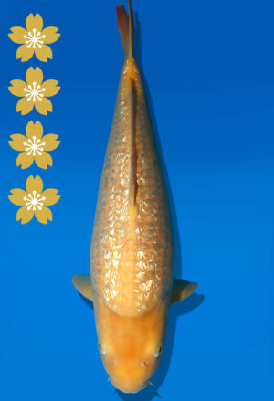 Koi Auktion Dainichi GinrinKarashigoi JumboTosai YellowMonkey - 45cm KT03-2553