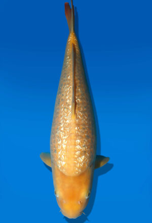 Koi Auktion Dainichi GinrinKarashigoi JumboTosai YellowMonkey - 45cm KT03-2553