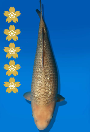 Koi Auktion Dainichi GinrinSoragoi JumboTosai SoraXGinrinSora - 46cm KT04-2554
