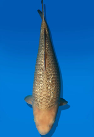Koi Auktion Dainichi GinrinSoragoi JumboTosai SoraXGinrinSora - 46cm KT04-2554