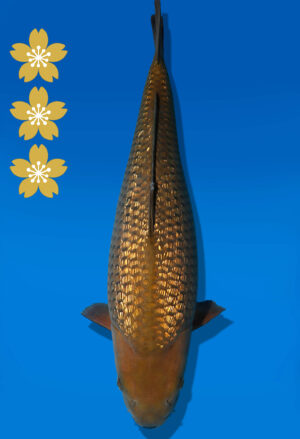 Koi Auktion Dainichi GinrinChagoi JumboTosai BrownMonkey - 42cm KT04-2537