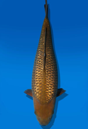 Koi Auktion Dainichi GinrinChagoi JumboTosai BrownMonkey - 42cm KT04-2537