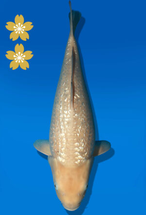 Koi Auktion Dainichi GinrinWhiteKarashi JumboTosai WhiteMonkey - 45cm KT04-2538