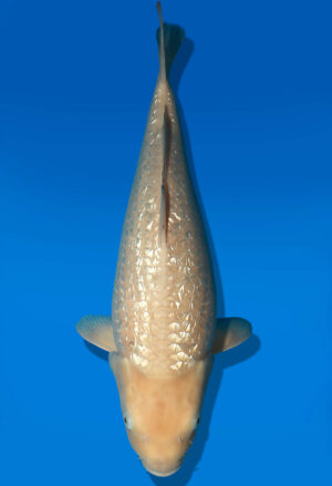 Koi Auktion Dainichi GinrinWhiteKarashi JumboTosai WhiteMonkey - 45cm KT04-2538