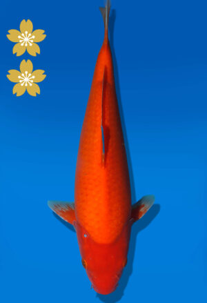 Koi Auktion Dainichi Benigoi JumboTosai RedTiger - 36cm KT04-2539