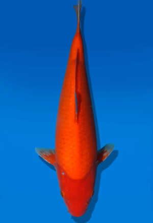 Koi Auktion Dainichi Benigoi JumboTosai RedTiger - 36cm KT04-2539