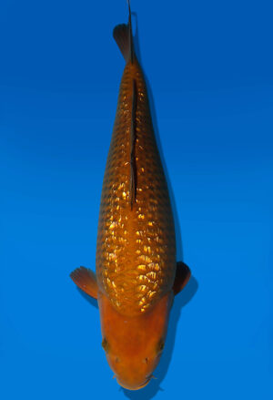 Koi Auktion Dainichi Chagoi JumboTosai BrownMonkey - 41cm KT04-2540
