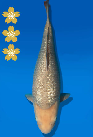 Koi Auktion Dainichi GinrinSoragoi JumboTosai SoraXGinrinSora - 43cm KT05-2541