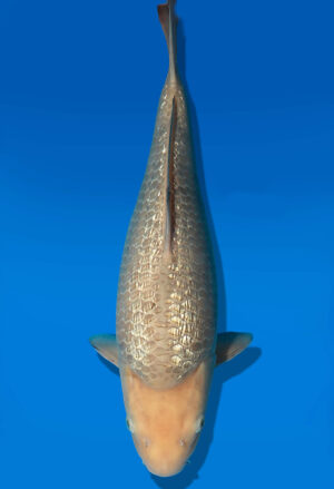 Koi Auktion Dainichi GinrinSoragoi JumboTosai SoraXGinrinSora - 43cm KT05-2541