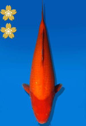 Koi Auktion Dainichi Benigoi JumboTosai RedTiger - 40cm KT05-2542