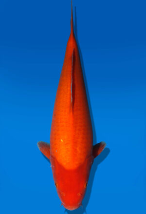 Koi Auktion Dainichi Benigoi JumboTosai RedTiger - 40cm KT05-2542