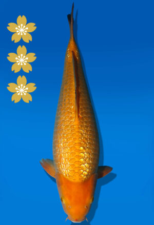 Koi Auktion Dainichi GinrinChagoi JumboTosai BrownMonkey - 43cm KT05-2543