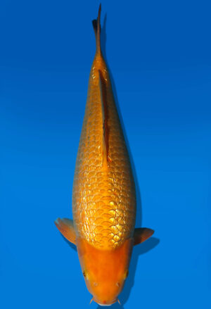 Koi Auktion Dainichi GinrinChagoi JumboTosai BrownMonkey - 43cm KT05-2543