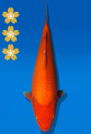 Koi Auktion Dainichi Benigoi JumboTosai RedTiger - 40cm KT05-2544