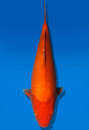 Koi Auktion Dainichi Benigoi JumboTosai RedTiger - 40cm KT05-2544