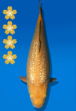 Koi Auktion Dainichi GinrinKarashigoi JumboTosai YellowMonkey - 45cm KT05-2555