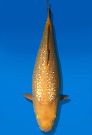 Koi Auktion Dainichi Karashigoi JumboTosai YellowMonkey - 45cm KT05-2555