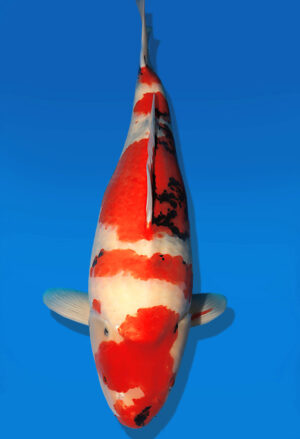 Koi Auktion Dainichi Showa Nisai Monroe female 60cm T13-2587
